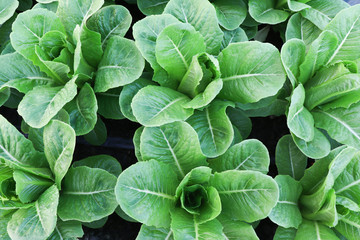 Fresh organic  green leaf Lettuce salad vegetable including   Cos spring  growing in farmland close up  background