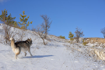  Wolf in the snow in the mountains. Wolf in the wild in winter. Winter landscape