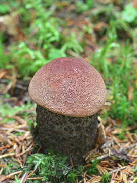 Leccinum versipelle, known orange birch bolete, wild mushrooms from Finland