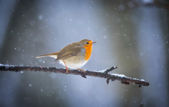 Very close up photo of European robin Erithacus rubecula sits on a snow.