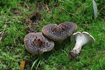 Sarcodon imbricatus, known as the shingled hedgehog, scaly hedgehog or  Scaly Tooth, tooth fungi from Finland