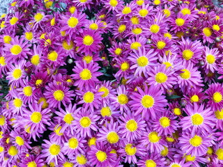 Obraz na płótnie Canvas Purple Chrysanthemum flower in the garden background