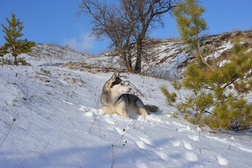  Wolf in the snow in the mountains. Wolf in the wild in winter. Winter landscape