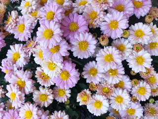 Fototapeta premium Pink Chrysanthemum flower in the garden background