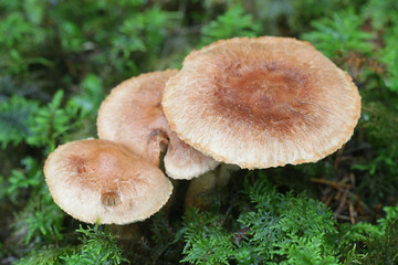 Tricholoma vaccinum, known as the russet scaly tricholoma, the scaly knight, or the fuzztop, wild toadstool from Finland