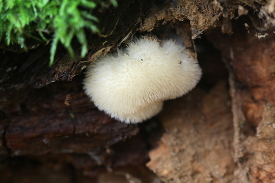 Postia ptychogaster, known as the powderpuff bracket,fungus from Finland