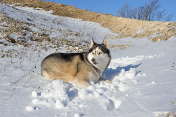  Wolf in the snow in the mountains. Wolf in the wild in winter. Winter landscape