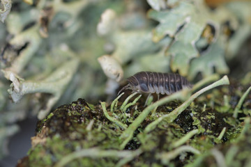 Woodlouse in macro