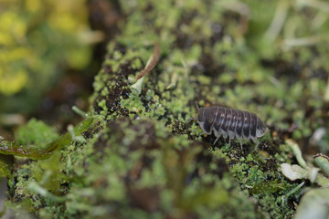 Woodlouse in macro
