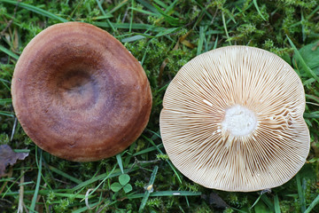 Lactarius quietus, known as the oak milkcap, oakbug milkcap or southern milkcap, wild mushrooms...