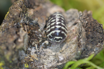 Woodlouse in macro