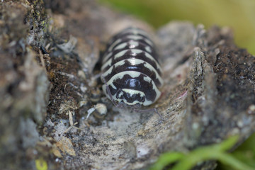 Woodlouse in macro