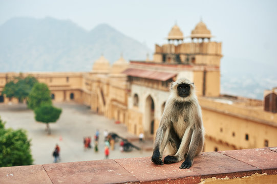 Monkey in the Amber Fort in Jaipur, India. Hanuman Langur or Gray Langur - sacred animal in India.