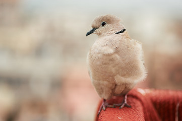 Barbary Dove or Eurasian-collared Dove sits at indian ghetto backdrop. Jaipur, India
