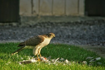 The hawk stands on the grass and eats the hunted prey. The hawk eats another bird.