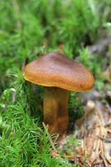 Cortinarius malicorius, known as saffron-colored cort or saffron colored webcab, wild mushroom from Finland