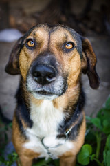 Beautiful portrait of a countryside mixed-breed dog, vertical image.	