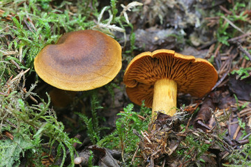 Cortinarius malicorius, known as saffron-colored cort or saffron colored webcab, wild mushroom from Finland