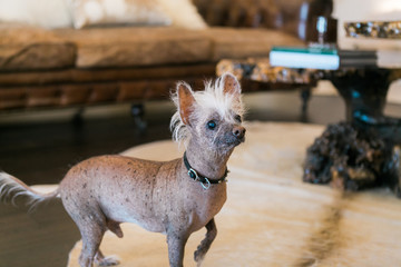 Hairless chinese crested dog wearing spike collar in living room