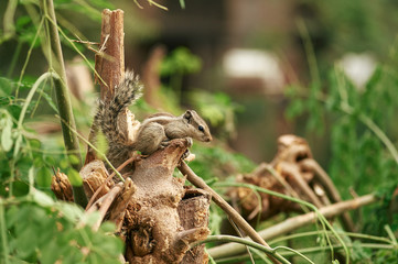 Little Chipmunk sits at tropical tree branch