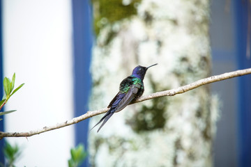 Swallow-tailed Hummingbird