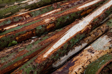Pile of pine trees logs