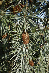 Fototapeta premium Detail of a pine tree with tufts of water-coloured conifers with small, narrow, pointed leaves and small pine-cones hanging from it.