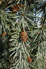 Detail of a pine tree with tufts of water-coloured conifers with small, narrow, pointed leaves and small pine-cones hanging from it.