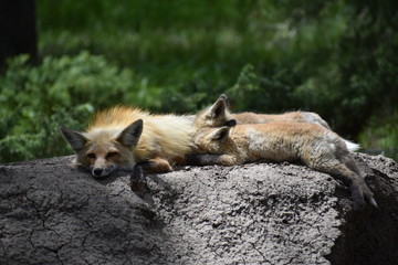Mom fox nursing baby pups