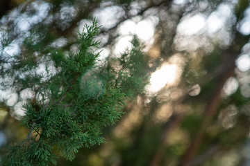 Fototapeta na wymiar Juniper tree, Evergreen juniper plant, cypress branches. Garden ornamental shrub