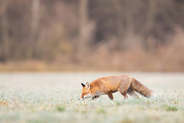 Naklejka na ściany i meble Mammals - European Red Fox (Vulpes vulpes)