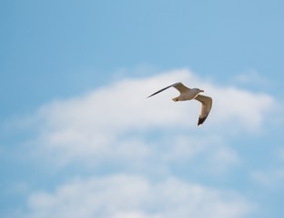 Seagull in flight