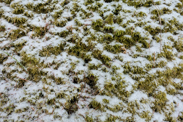 MOOS IM SCHNEE . MOSS IN THE SNOW