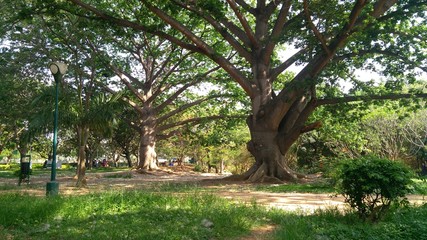 tree in the park