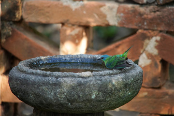 Female Blue Dacnis Bird