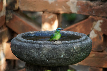 Female Blue Dacnis Bird