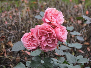 pink roses in the garden, Helsinki