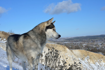 Siberian husky in the snow in the mountains. Siberian husky in the wild in winter. Winter landscape