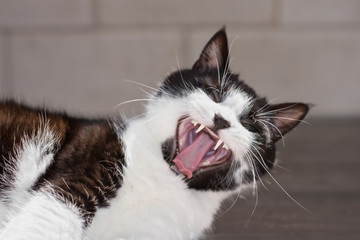 Portrait of a funny black and white cat with open mouth, yawning as if laughing. Positive thinking concept. Close-up