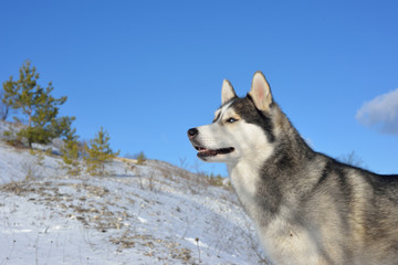 Siberian husky in the snow in the mountains. Siberian husky in the wild in winter. Winter landscape
