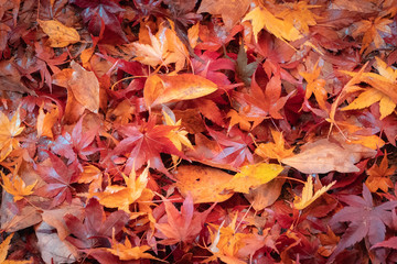 red fall maple leaves on the ground for autumn wallpaper background 