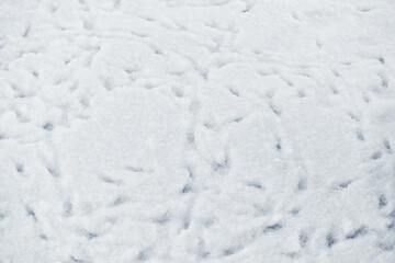 Bird tracks on fresh snow in winter