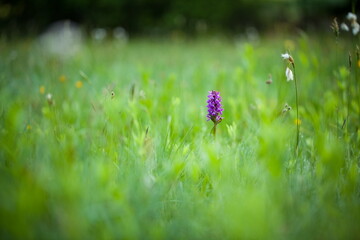 Dactylorhiza majalis. Free nature. Beautiful picture. Orchid of the Czech Republic. Beautiful photo. Wild nature of the Czech Republic. Plant. Orchids of Europe.
