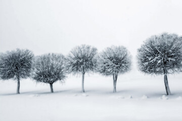 Fototapeta na wymiar Willow trees covered with snow after a snowstorm on a dull foggy day. Natural winter landscape
