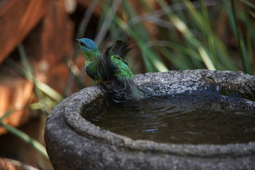 Female Blue Dacnis Bird