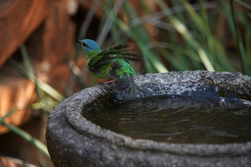 Female Blue Dacnis Bird