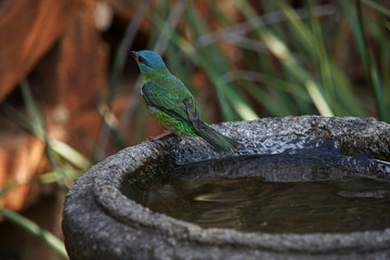 Female Blue Dacnis Bird