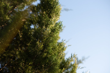 Juniper tree, Evergreen juniper plant, cypress branches. Garden ornamental shrub