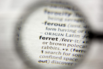 The word or phrase Ferret in a dictionary.