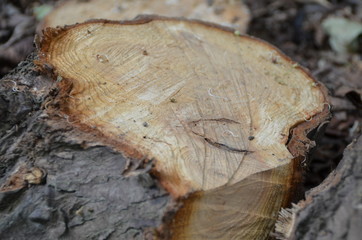 Holz im Wald